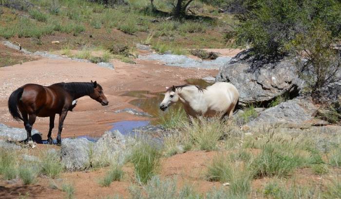 Stunning Horse Trails offered on Weissenfels Guest Farm