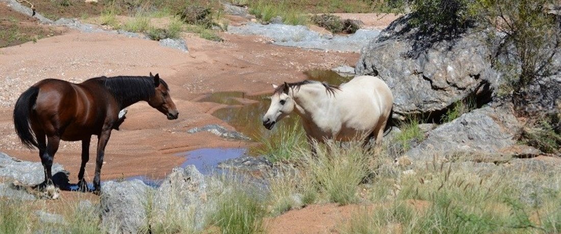 Cherubim horses on Weissenfels Guest farm in Namiibia